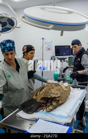 Le personnel chirurgical vétérinaire ampute l'aile d'un vautour griffon eurasien (Gyps fulvus) L'anesthésiste prépare l'oiseau photographié A. Banque D'Images