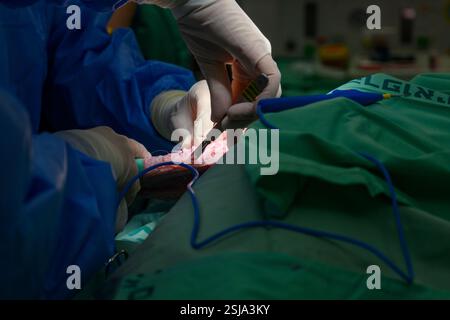 Le personnel chirurgical vétérinaire ampute l'aile d'un vautour griffon eurasien (Gyps fulvus) les chirurgiens vétérinaires dans un environnement stérile sont cutti Banque D'Images