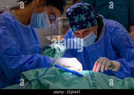 Le personnel chirurgical vétérinaire ampute l'aile d'un vautour griffon eurasien (Gyps fulvus) les chirurgiens vétérinaires dans un environnement stérile sont cutti Banque D'Images