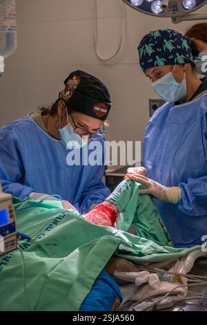 Le personnel chirurgical vétérinaire ampute l'aile d'un vautour griffon eurasien (Gyps fulvus) les chirurgiens vétérinaires dans un environnement stérile sont cutti Banque D'Images