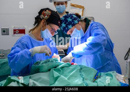 Le personnel chirurgical vétérinaire ampute l'aile d'un vautour griffon eurasien (Gyps fulvus) les chirurgiens vétérinaires dans un environnement stérile sont cutti Banque D'Images