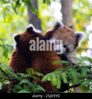 Un panda rouge avec son petit Banque D'Images