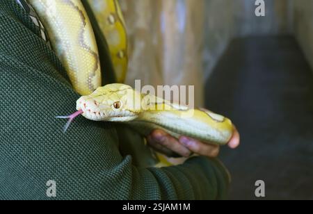 Gros plan d'un Python jaune pâle Albino Ball (Python Regius) avec humain Banque D'Images