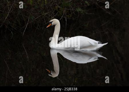 Un seul et unique beau cygne blanc glisse paisiblement à travers l'eau des palourdes dans son habitat naturel d'eau douce. Cette créature énigmatique bouge avec grâce Banque D'Images