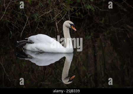 Un seul et unique beau cygne blanc glisse paisiblement à travers l'eau des palourdes dans son habitat naturel d'eau douce. Cette créature énigmatique bouge avec grâce Banque D'Images