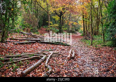 Pile de bûches lors d'une promenade près de Markbeech dans le Kent, Angleterre en automne Banque D'Images