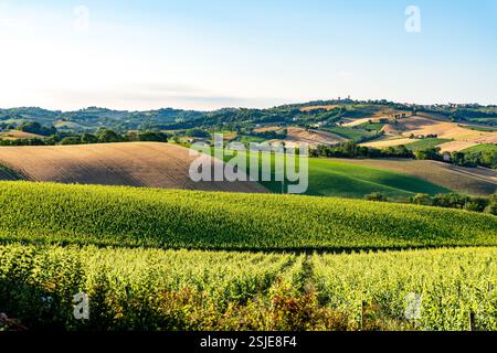 Vignobles et champs, Marches, Italie. Paysage rural Banque D'Images