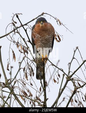 Un mâle Sparrowhawk (Accipiter nisus) un grand visiteur de mon jardin arrière dans le Gloucestershire Royaume-Uni Banque D'Images