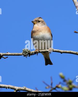 Une femelle brambling (Fringilla montifringilla) dans la colline des Cotswold pendant l'hiver Banque D'Images