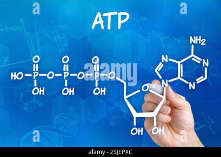 La main avec le crayon dessine la formule structurelle chimique de l'ATP Banque D'Images