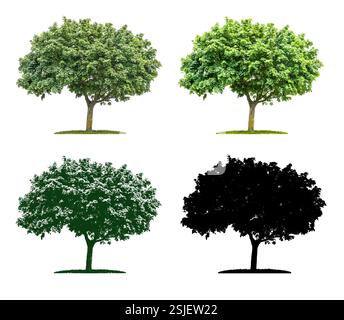 Arbre en quatre techniques d'illustration différentes - Maple Banque D'Images