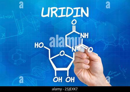 La main avec le crayon dessine la formule structurelle chimique de l'uridine Banque D'Images