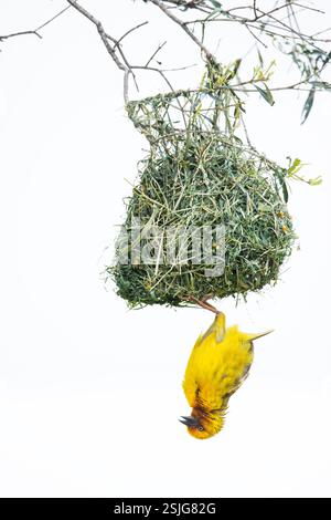 Afrique du Sud, Afrique, Province du Cap oriental, Parc national Addo Elephant, oiseau, Cape Weaver (Ploceus capensis), nid Banque D'Images