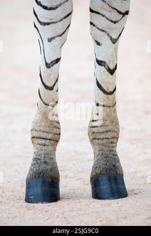 Afrique du Sud, Afrique, Province du Cap oriental, Parc national Addo Elephant, Zebra (Equus burchellii), route de gravier Banque D'Images