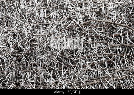 Acacia Thorns, Addo Elephant National Park, Afrique du Sud Banque D'Images