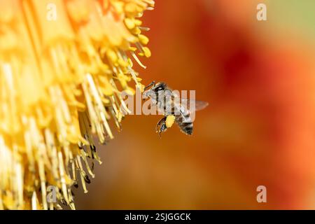 Abeille de miel sur fleur d'aloès, Garden route National Park, Afrique du Sud Banque D'Images