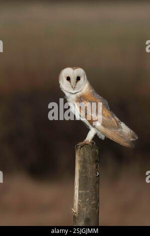 Barn Owl image Royaume-Uni Banque D'Images