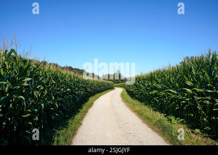 Allemagne, Bavière, haute-Bavière, Altötting district, agriculture, route de gravier entre deux champs de maïs Banque D'Images
