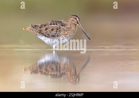La bécassine commune (Gallinago gallinago) est un petit oiseau de méandres, originaire du Vieux monde. Les habitats de reproduction sont les marais, les tourbières, la toundra et les prairies humides Banque D'Images