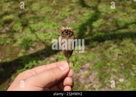 Arbuste doux chinois (Calycanthus chinensis), Plantae, 中国浙江省杭州市西湖区 Banque D'Images