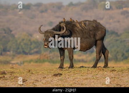 Cape Buffalo (Syncerus caffer caffer) avec des pickers de boeuf sur le dos Banque D'Images