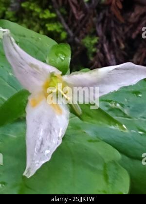 Trillium du Pacifique (Trillium ovatum), Plantae, Armstrong Redwoods State Reserve, Sonoma County, US-CA, US Banque D'Images