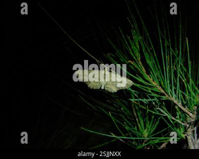 Twig Looper (Ectropis excursaria), Insecta, Hobart TAS, Australie Banque D'Images