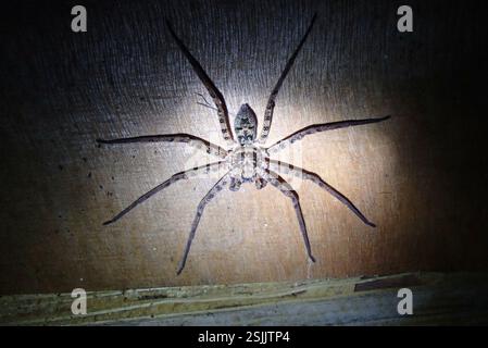 Araignée Huntsman à longues pattes (Heteropoda longipes), Arachnida, 62 Railway Parade, Wentworth Falls NSW 2782, Australie, si vous dessinez un cercle autour de ses pieds, il aurait été environ 6 mm plus grand de diamètre que le couvercle amovible d'une boîte de nourriture. Banque D'Images
