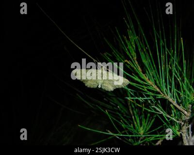 Twig Looper (Ectropis excursaria), Insecta, Hobart TAS, Australie Banque D'Images