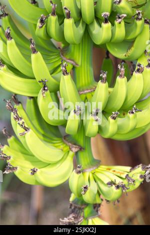 Une vue détaillée d'un groupe de bananes vertes poussant sur une plante tropicale luxuriante par une journée ensoleillée, mettant en valeur sa fraîcheur organique et sa connexion à un natura Banque D'Images