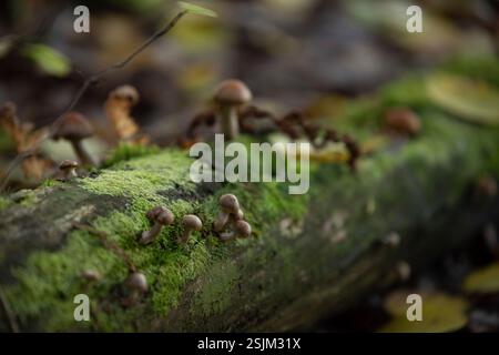 Gros plan de minuscules champignons poussant sur un tronc d'arbre moussue, automne, Finlande Banque D'Images