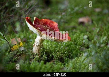 L'agarique à la mouche (Amanita muscaria) pousse dans la forêt Banque D'Images
