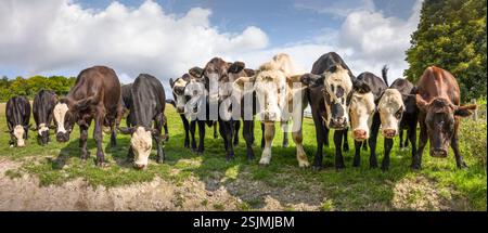 Troupeau de jeunes vaches de boucherie Hereford dans un champ, Royaume-Uni. Paysage panoramique Banque D'Images