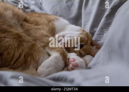 Un chat gingembre paisible dormant confortablement, enroulé dans une position détendue. Banque D'Images