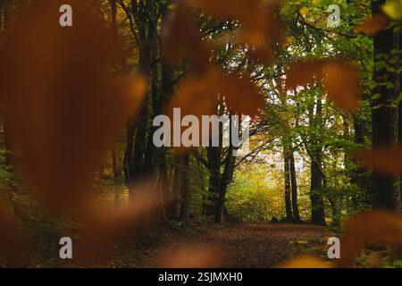 Forêt d'automne, Fröruper berge, Oeversee Banque D'Images