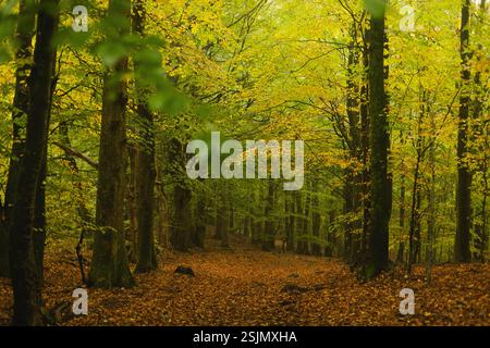 Forêt d'automne, Fröruper berge, Oeversee Banque D'Images
