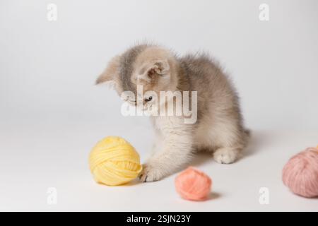 Silver Scottish Chinchilla Kitten jouant avec Yarn Ball Banque D'Images