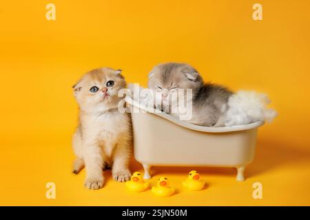 Deux chatons avec des canards en caoutchouc sur fond jaune Banque D'Images