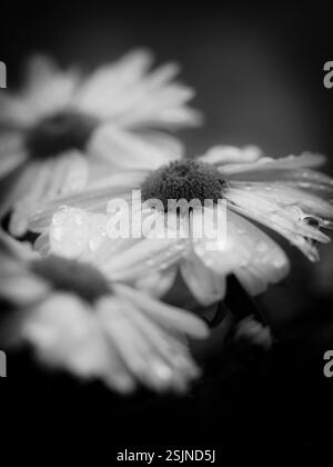 Marguerites blanches, photo macro noir et blanc après une averse de pluie [M] Banque D'Images