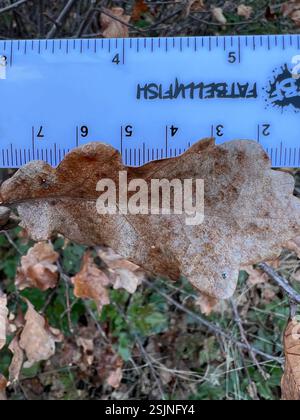 (Quercus garryana × sadleriana), Plantae, comté de Josephine, OREGON, États-Unis, un chêne de gommage à feuilles caduques commun dans la région. Il pourrait s'agir de la forme d'un arbre à retard de croissance, mais je n'ai vu aucune plante de la taille d'un arbre - ils semblaient tous être environ 4-6 pieds de haut. Banque D'Images