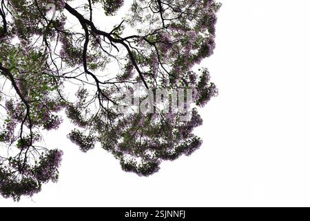 Catalpa Mandchourie (Catalpa bungei), Plantae, 中国贵州省黔南布依族苗族自治州龙里县 Banque D'Images