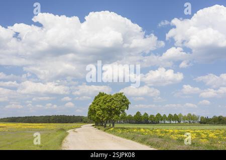 Chemin de champ avec rangée d'arbres près de Cavertitz, Saxe, Allemagne, Europe Banque D'Images
