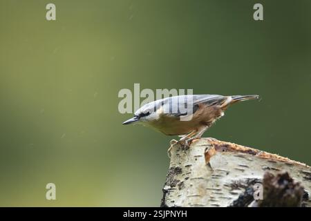 Écaille eurasienne (Sitta europaea) oiseau adulte sur une souche d'arbre dans un bois, Angleterre, Royaume-Uni, Europe Banque D'Images