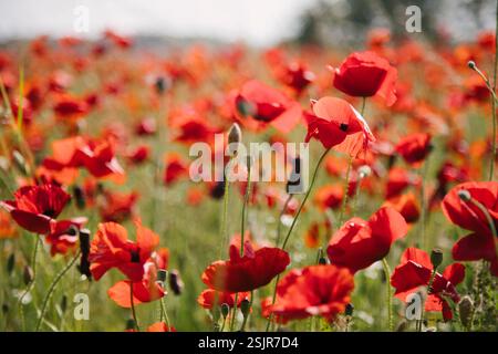 Champ de coquelicots près du Geltinger Birk Banque D'Images