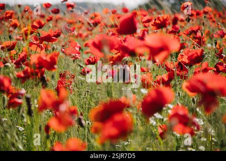 Champ de coquelicots près du Geltinger Birk Banque D'Images
