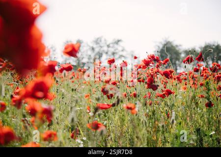 Champ de coquelicots près du Geltinger Birk Banque D'Images