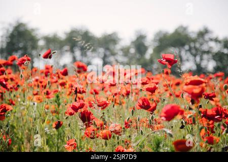 Champ de coquelicots près du Geltinger Birk Banque D'Images