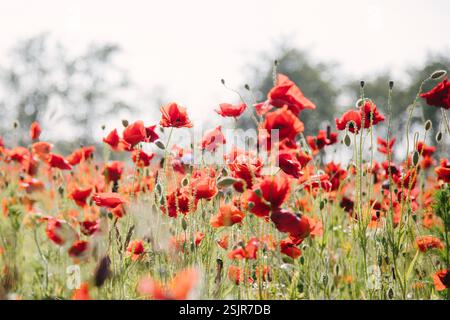 Champ de coquelicots près du Geltinger Birk Banque D'Images