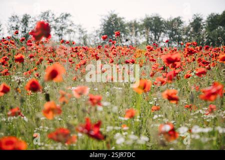 Champ de coquelicots près du Geltinger Birk Banque D'Images