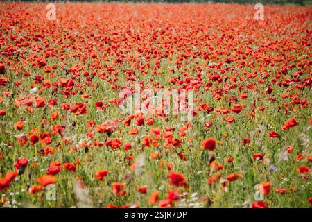 Champ de coquelicots près du Geltinger Birk Banque D'Images